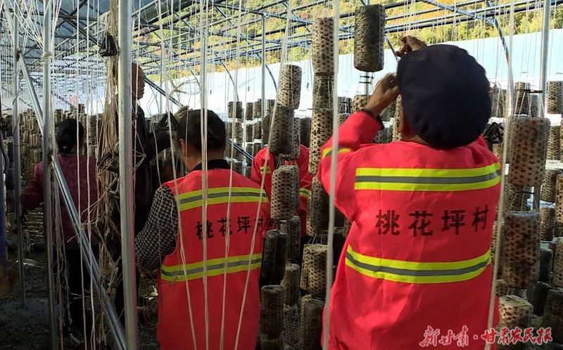 麦积区东岔镇:乡村蝶变焕新颜 踔厉奋发向未来