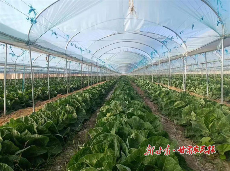 瓜州：大棚蔬菜鼓起农民腰包