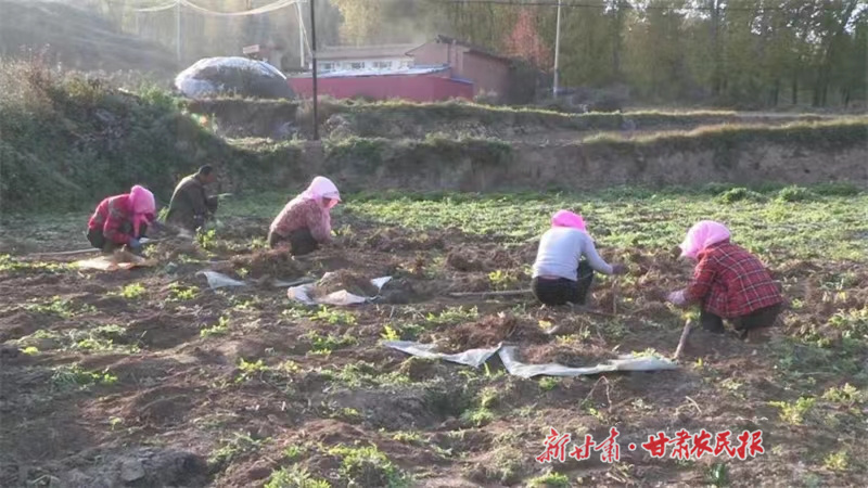 康乐：中药材丰收群众乐