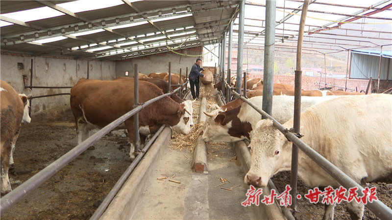 会宁：村民过上&ldquo;牛日子&rdquo; &ldquo;羊&rdquo;帆起航新征程
