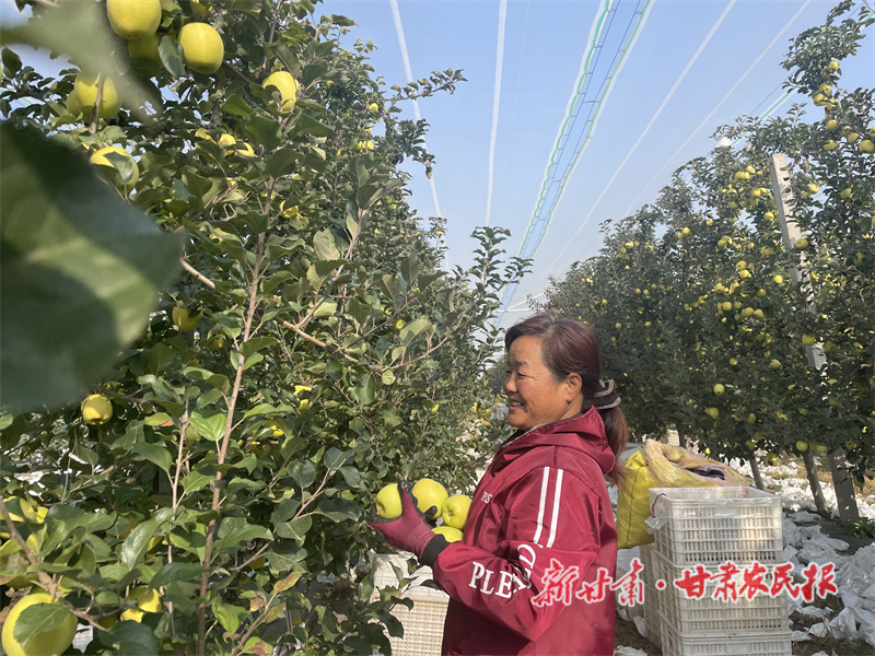 灵台：苹果缀枝头 农家&ldquo;丰&rdquo;景好