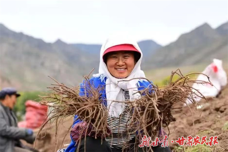 天祝：特色产业兴旺鼓起农民&ldquo;钱袋子&rdquo;