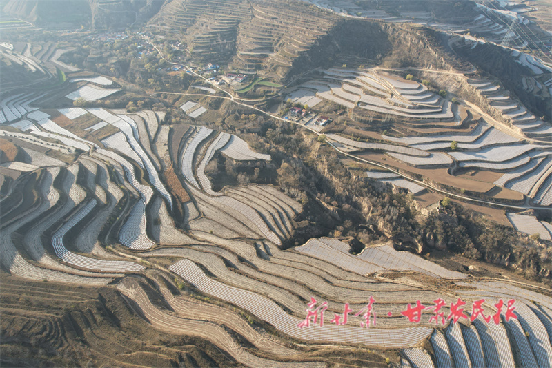 静宁：秋覆膜保墒技术助农粮满仓