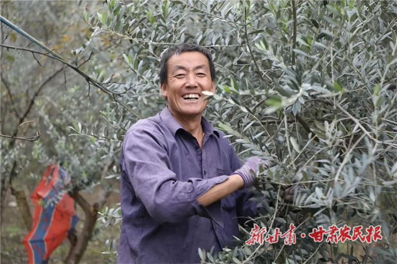 武都：橄榄树上结出&ldquo;幸福果&rdquo;