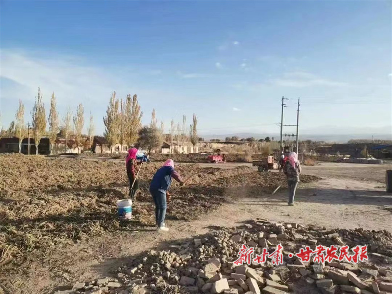 玉门：药材飘香富农家