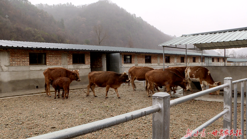 麦积区:以多元化发展助推全区畜牧业提质增效