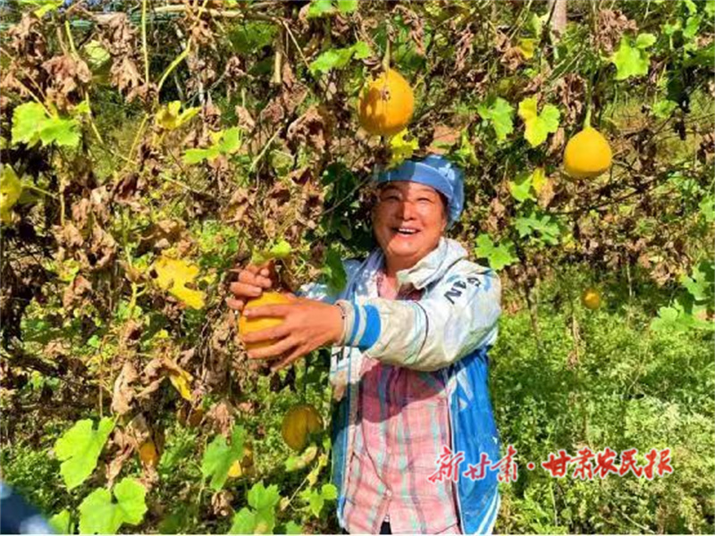 两当：瓜蒌迎丰收 致富有盼头