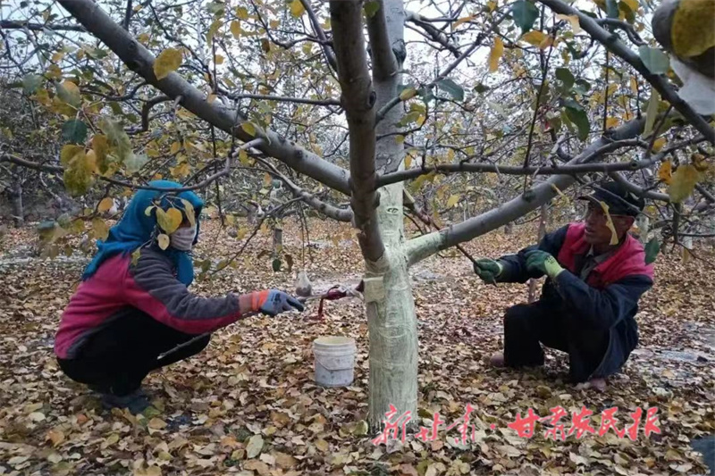 静宁：念好果园管理&ldquo;四字诀&rdquo;促进果品产业提质增效