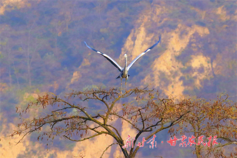 崇信：苍鹭舞动汭河湾