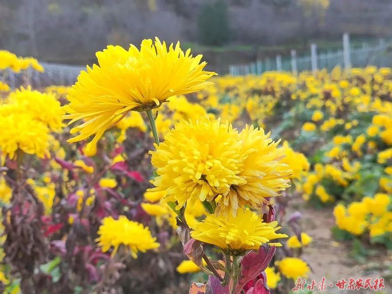 麦积区东岔镇龙凤村:金菊生馨香 铺就致富路