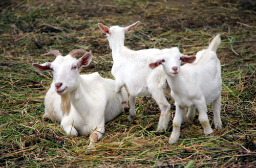 羊群过冬要&ldquo;五保&rdquo;