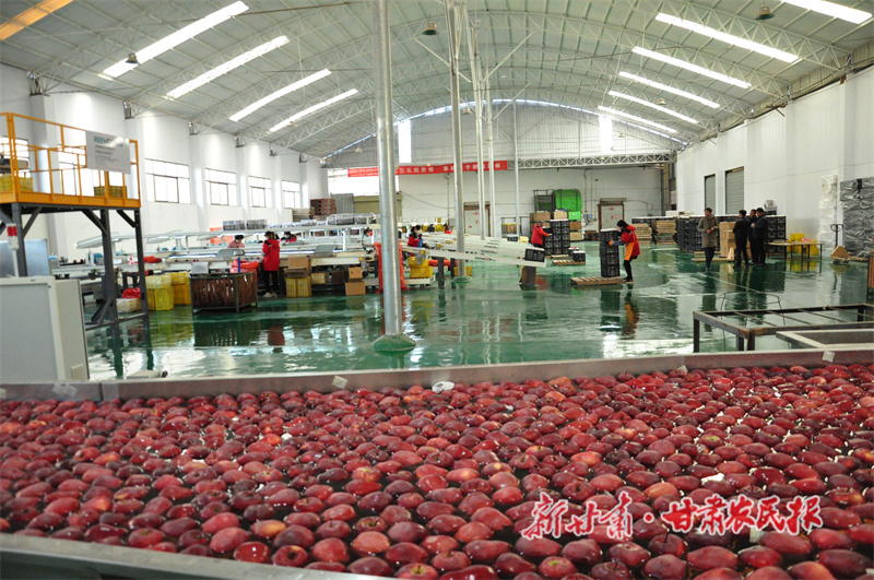秦州区皂郊镇破解产业&ldquo;甜蜜烦恼&rdquo;&mdash;&mdash;苹果做&ldquo;CT&rdquo;优选销四方