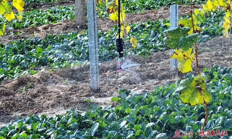 麦积区:冬灌让农作物&ldquo;喝足&rdquo;营养水