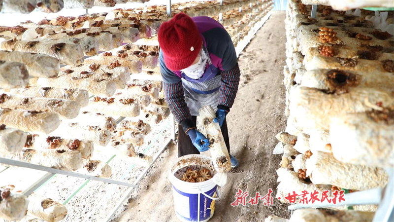 华池：小小食用菌撑起振兴梦