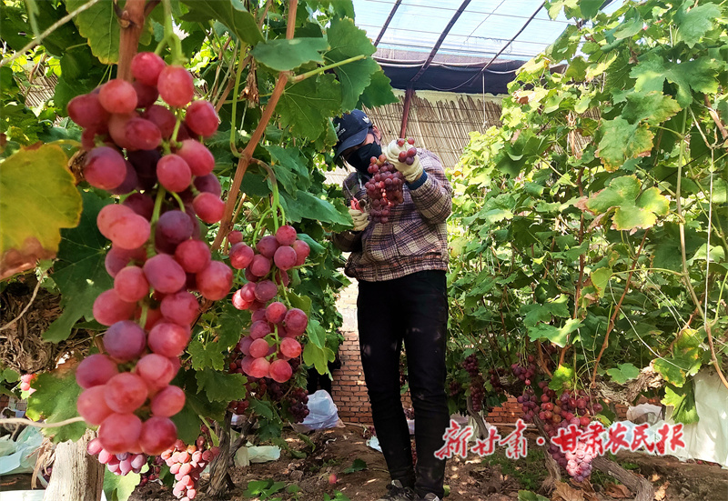 临泽：巧打错峰牌 葡萄&ldquo;身价&rdquo;高