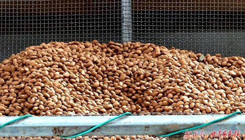 麦积区麦积镇卧虎村:小松子书写乡村振兴&ldquo;大文章&rdquo;