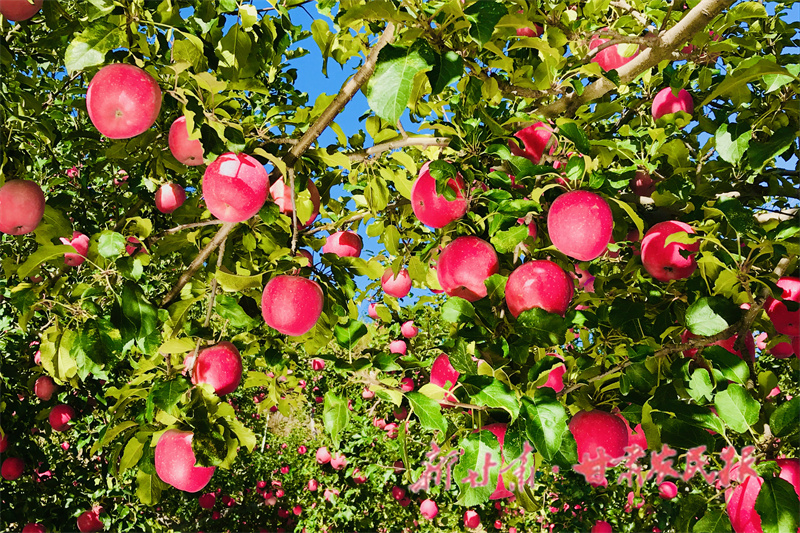 静宁：技术护航果产业发展