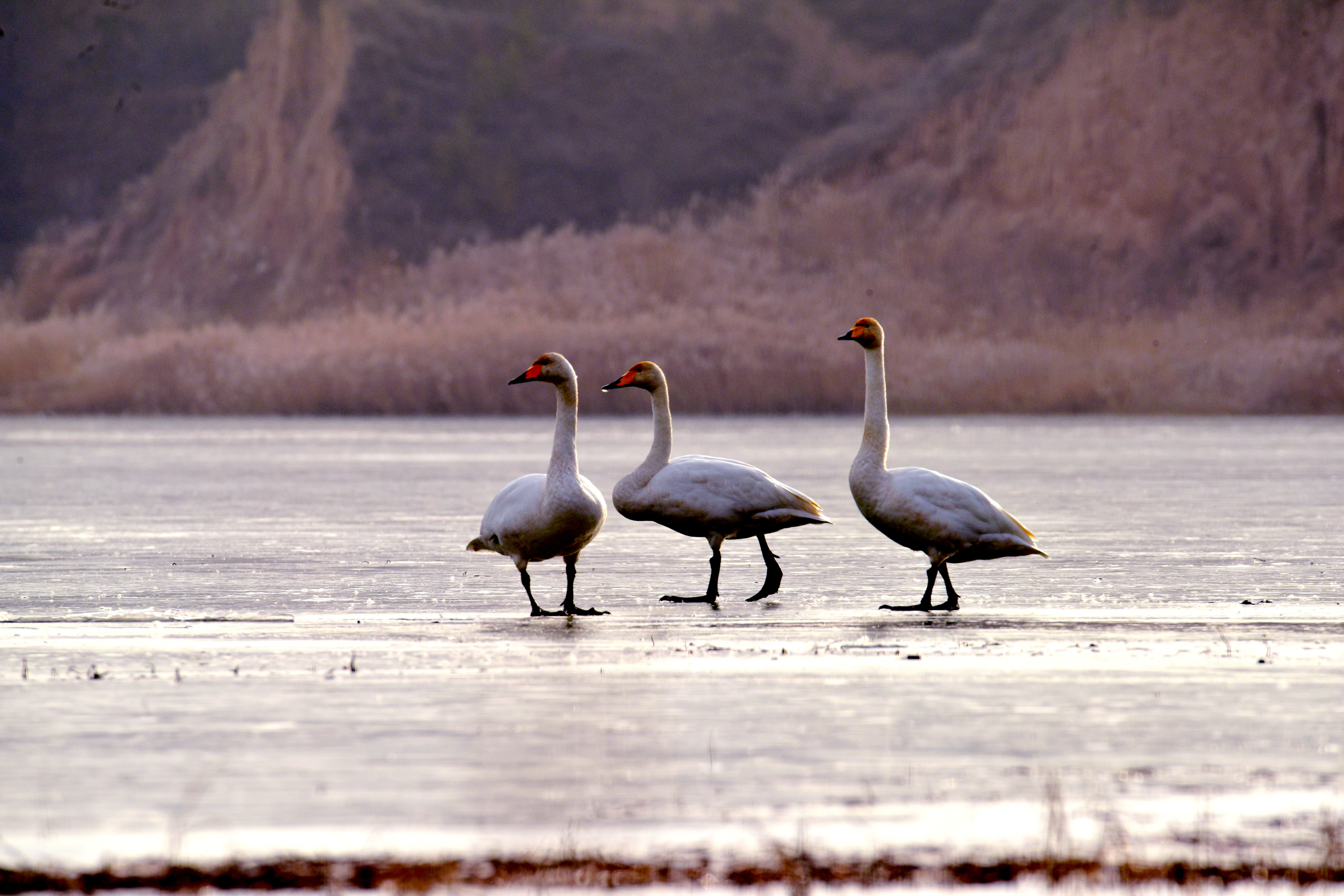 静宁：悬镜湖又来&ldquo;远方客&rdquo;