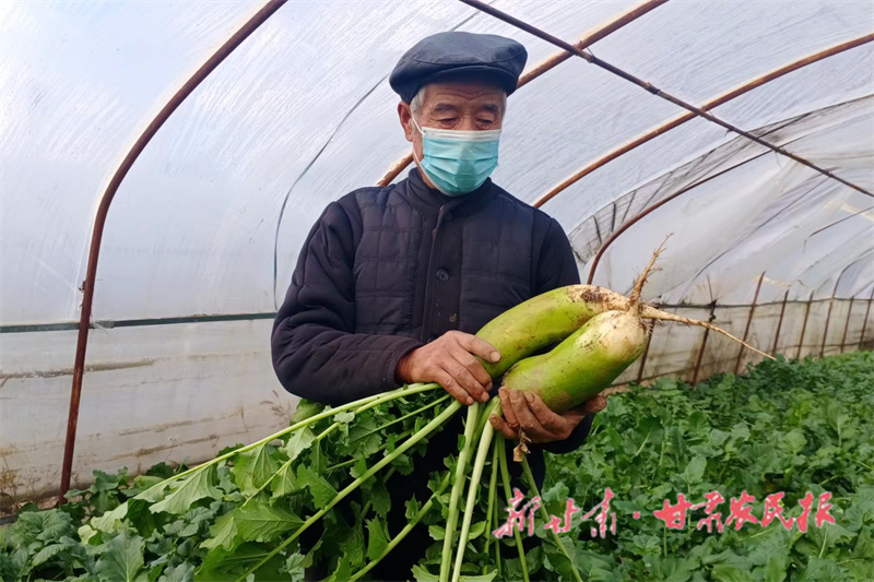 崇信：冬季大棚绿满园 蔬菜生产促增收