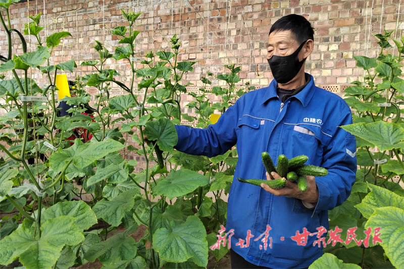 静宁：大棚蔬菜长势旺 复工复产供应忙