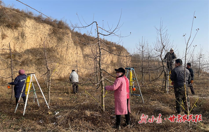 麦积区：冬季果园忙修剪 精细管护助增收
