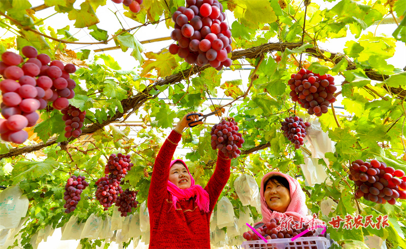采摘葡萄