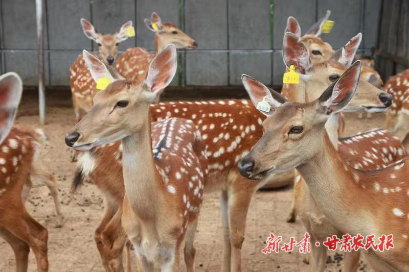 谷志强的奔富&ldquo;鹿&rdquo;