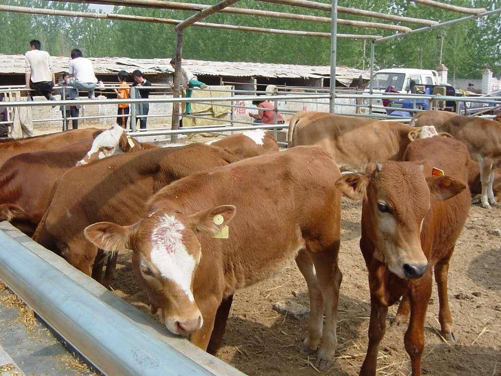 牛感冒了如何治疗