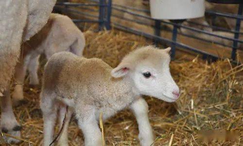 羔羊白肌病这样防治