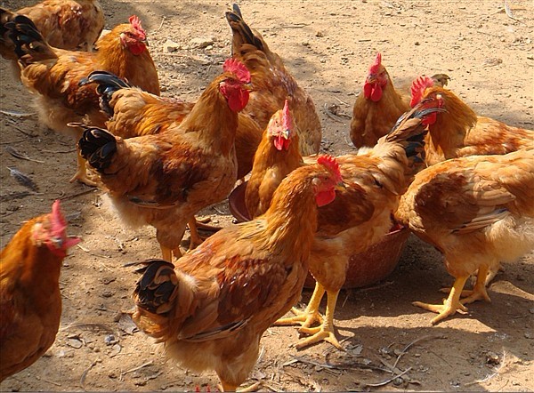 肉种鸡产蛋后期的公鸡淘汰与补充