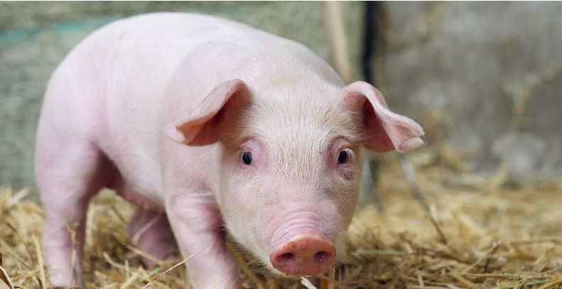 猪胃溃疡怎么治疗？