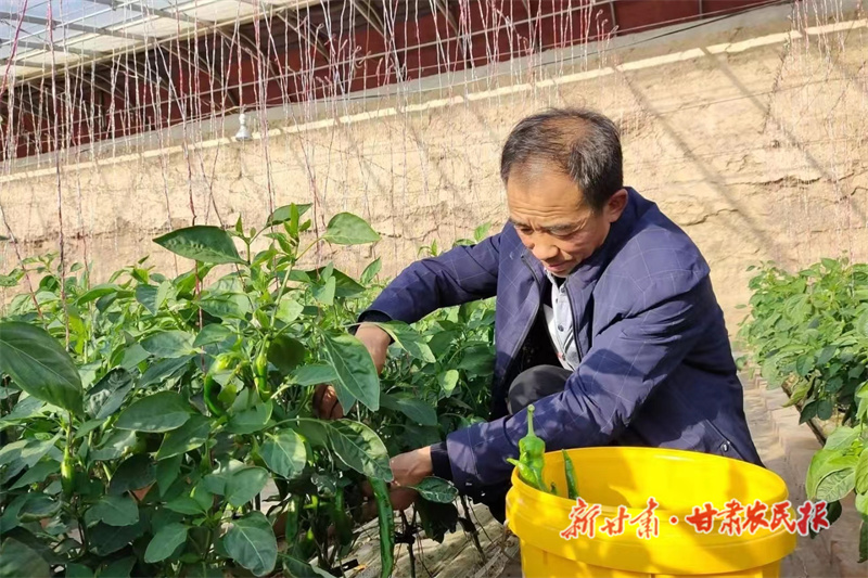 民勤：蔬菜产业发展后劲足