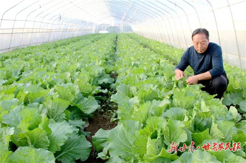 华亭：培育&ldquo;蔬&rdquo;香路 &ldquo;果&rdquo;然能致富