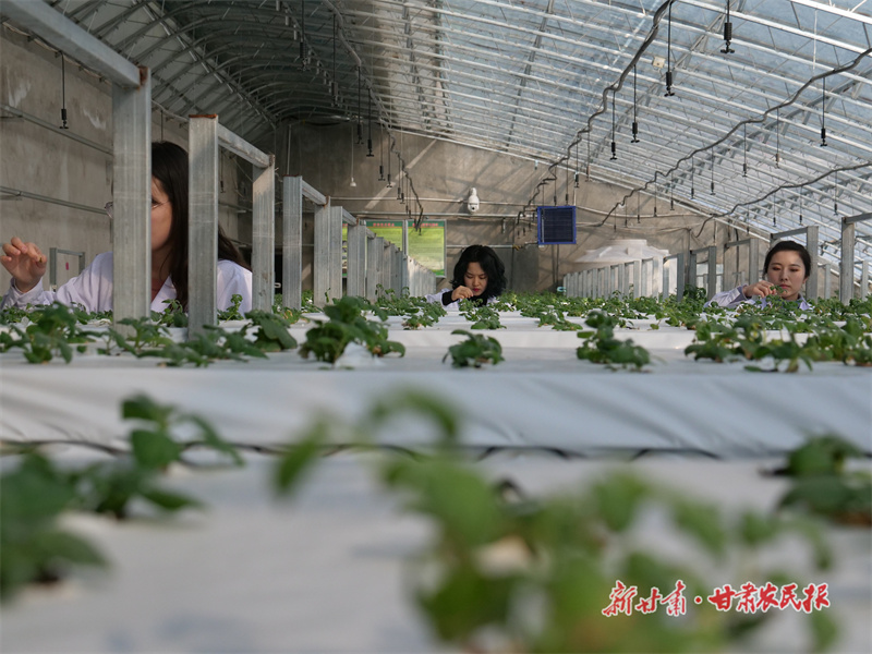 庄浪：科技创新赋能 &ldquo;慧&rdquo;就产业强农路