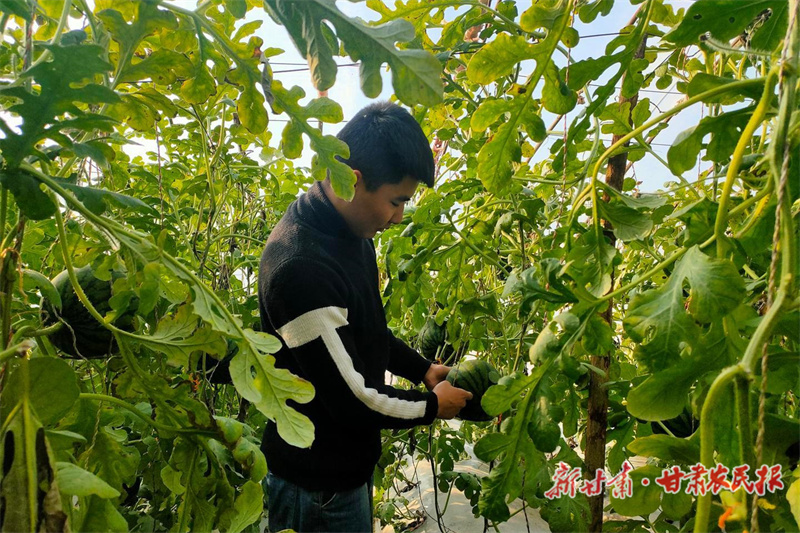 民勤：种下大西瓜 迎来甜日子
