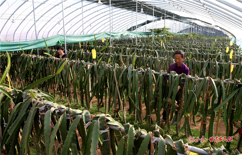 李红兵：种好火龙果 日子更红火