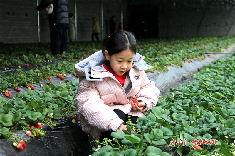 静宁：草莓园里采摘乐