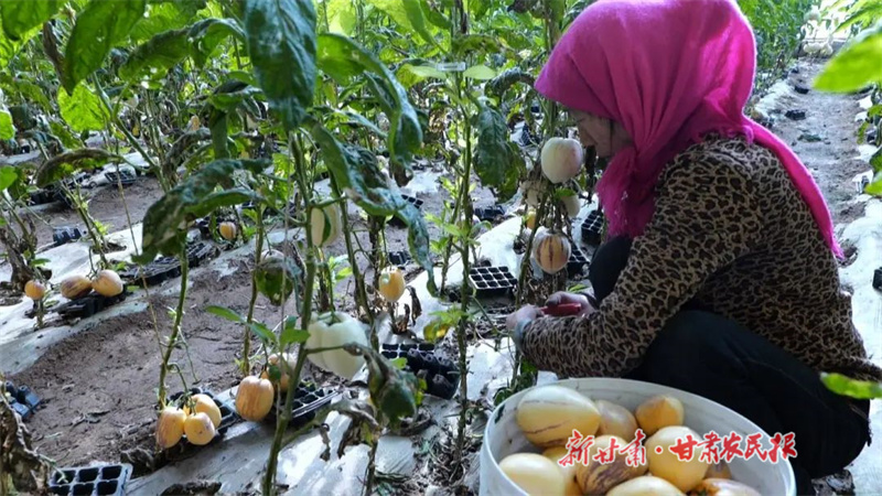 永昌  人参果抢&ldquo;鲜&rdquo;上市 产销两旺有&ldquo;钱&rdquo;景