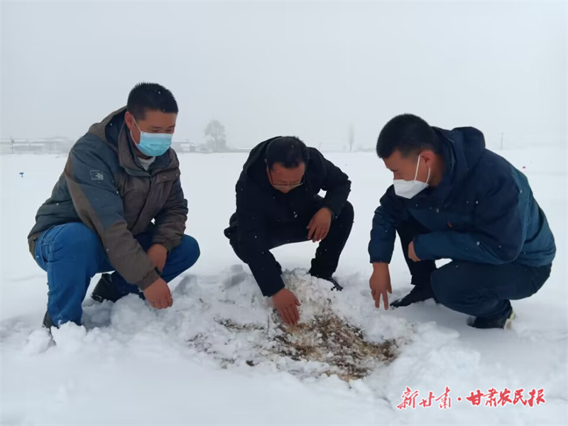春雪解农渴！润泽静宁20.17万亩冬小麦