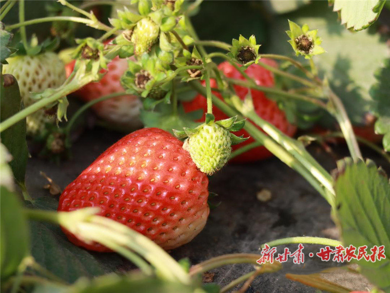 金川区：冬天的&ldquo;莓&rdquo;好乡村游