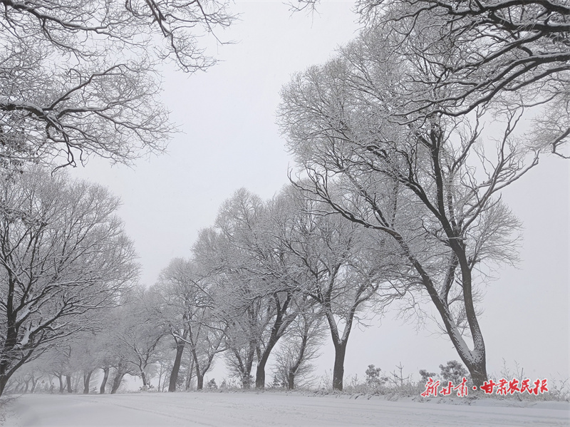 春雪迎新来 静宁美如画