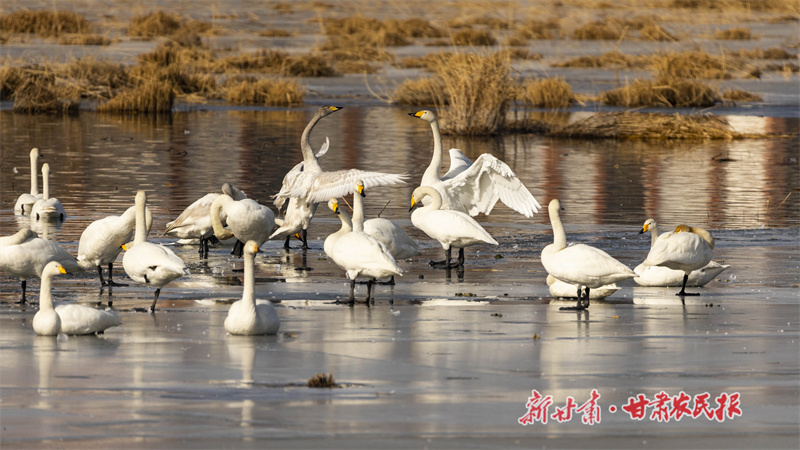 张掖国家湿地公园
