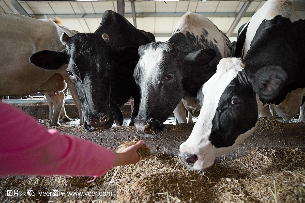 春天给奶牛喂青贮料四注意