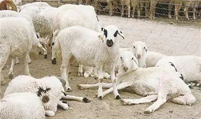 春季高效养羊严驱虫