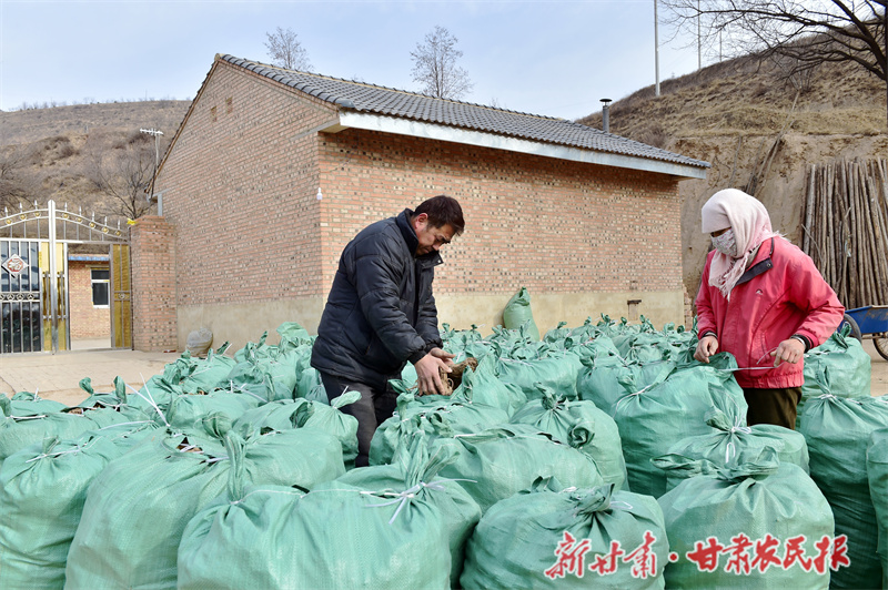 镇原：种下&ldquo;苦药材&rdquo; 过上&ldquo;甜日子&rdquo;
