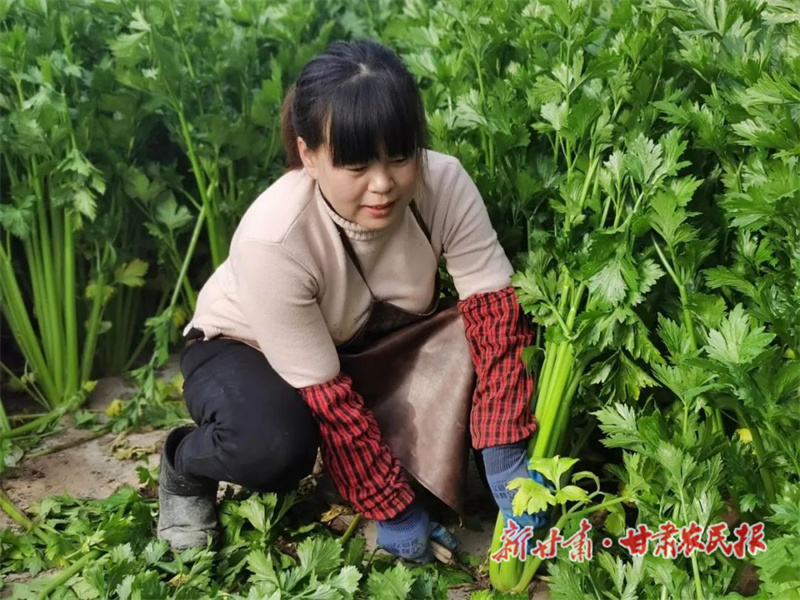 民勤：&ldquo;蔬菜轮作&rdquo;助力乡村振兴
