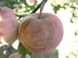 如何防治苹果树腐烂病