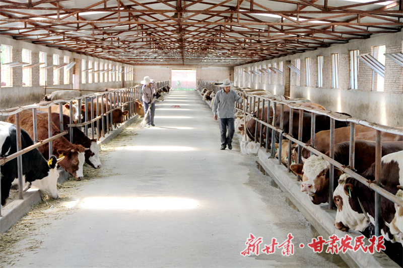 &ldquo;兰牛倌&rdquo;养牛