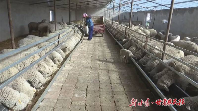 天祝：品种改良让养羊更有&ldquo;钱&rdquo;景