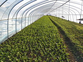 春季塑料大棚蔬菜怎么管？
